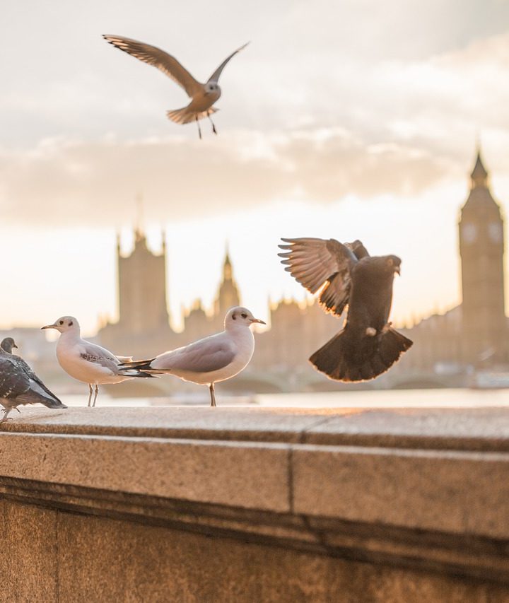 Ako na najlacnejšie letenky do Londýna?
